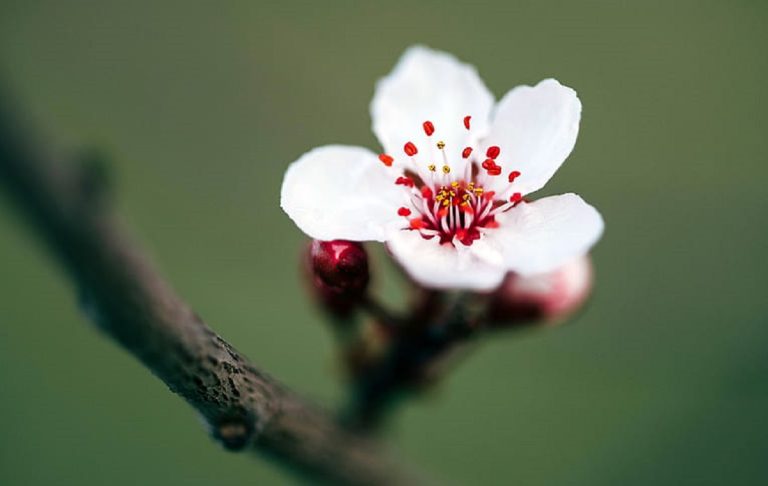 উয়াইস আল-কারনির জন্মদিন